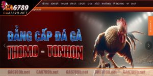 Quá trình phát triển của bồ gà tonhon