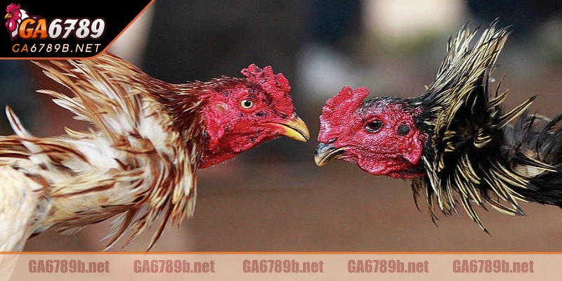 Tham gia trải nghiệm cực đơn giản