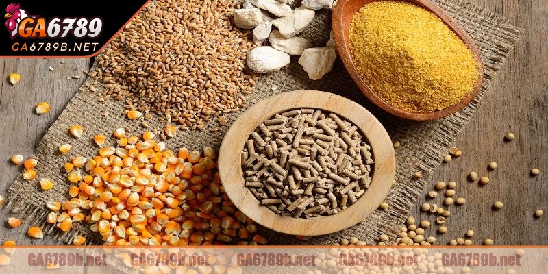 Cân đối hàm lượng thực phẩm là một cách nuôi gà đá không bị hốc