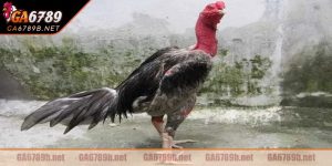 Gà đá bị hốc do nhiều yếu tố gây ra