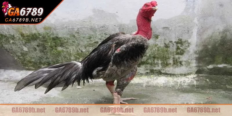 Gà đá bị hốc do nhiều yếu tố gây ra