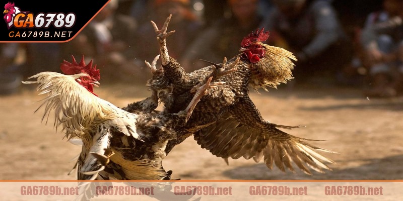 Kiểm tra thể trạng trước khi thi đấu giúp gà không bị hốc sau trận