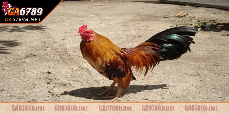 Biết cách phơi nắng cho gà chọi chuẩn khoa học để chiến kê khỏe mạnh