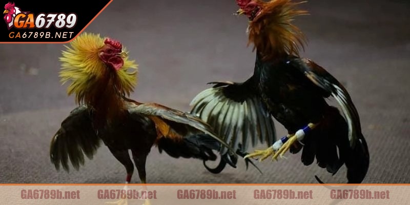 Cách tham gia chơi cực đơn giản