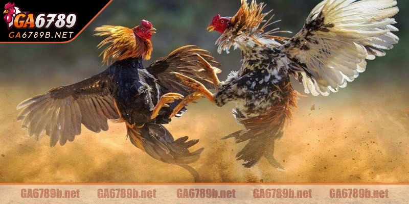 Những trận đấu cực kỳ hấp dẫn và cuốn hút