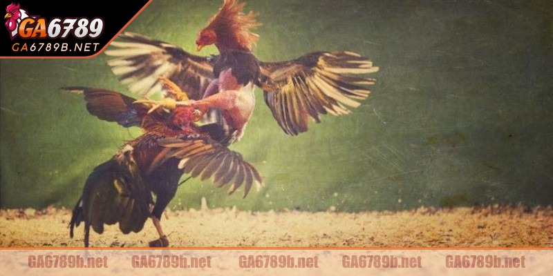 Cách tham gia vô cùng đơn giản