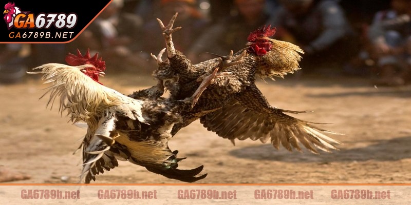 Những bước tham gia vô cùng dễ dàng