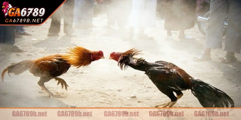 Theo dõi các trận cầu cực đỉnh cao