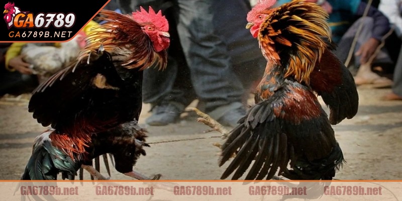 Hướng dẫn tham gia vô cùng đơn giản