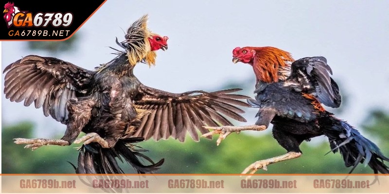 Trực tiếp được theo dõi các trận đấu mãn nhãn