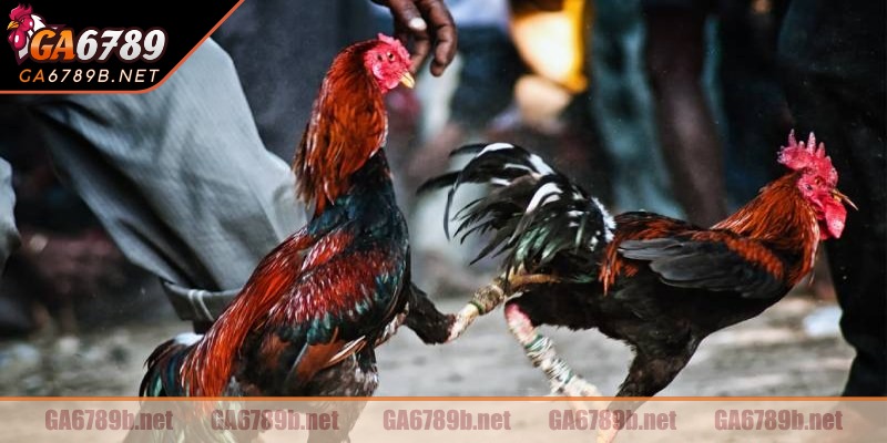 Tham gia trải nghiệm vô cùng đơn giản