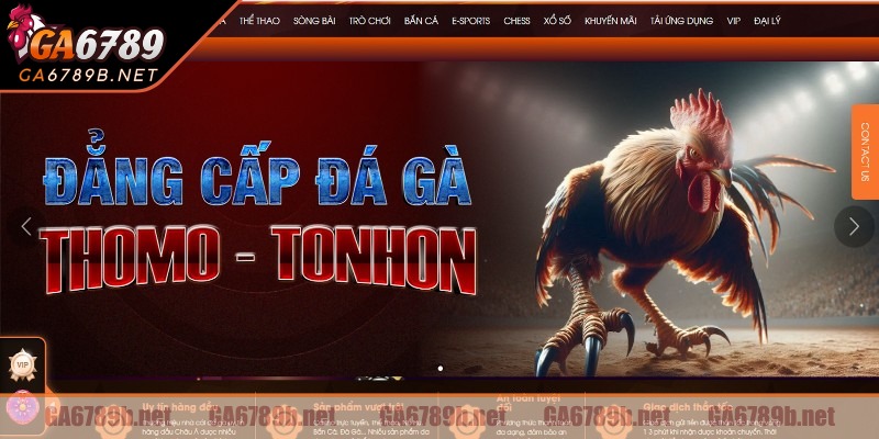 Khám phá sảnh thi đấu đá gà trực tiếp