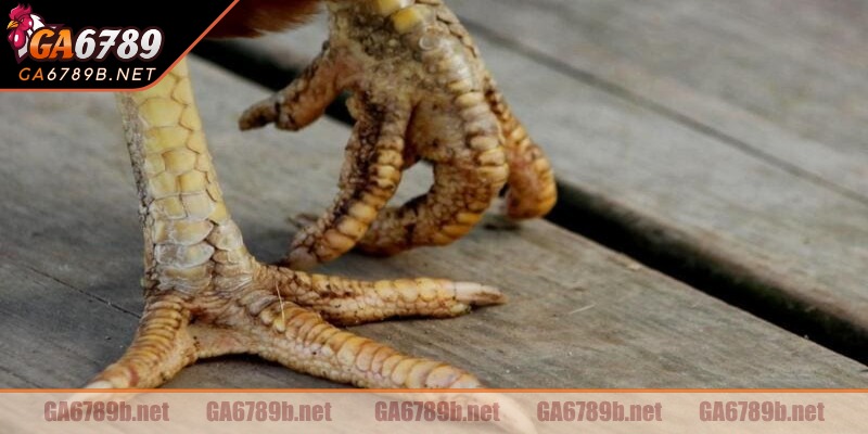 Hiện tượng gà bị nấm chân là khi da chân xuất hiện các mảng trắng và bong tróc