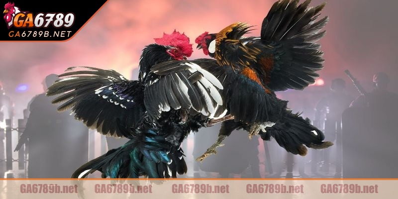 Trải nghiệm tham gia vô cùng hấp dẫn