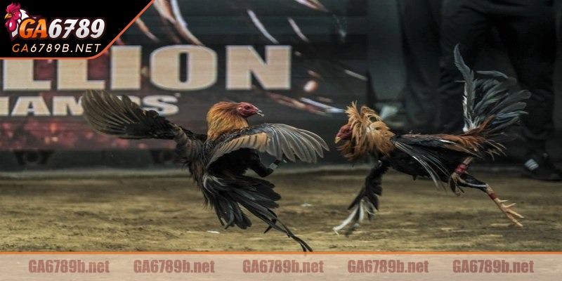 Tham gia cực kỳ đơn giản và dễ dàng