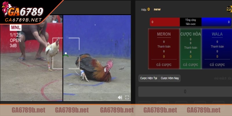 Tìm hiểu về trường gà đòn Mộc Hoá