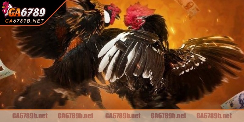 Hướng dẫn tham gia cực kỳ đơn giản